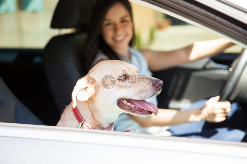 一只友善可爱的狗骑在一辆汽车的客座上一图片
