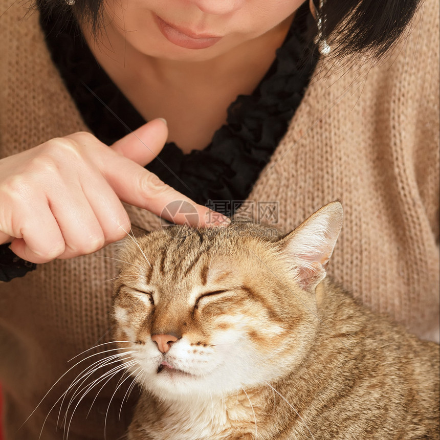 可爱猫咪被触摸时的舒适表情图片