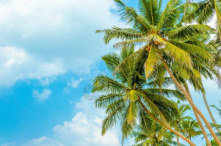 令人惊叹的沙滩椰子棕图片