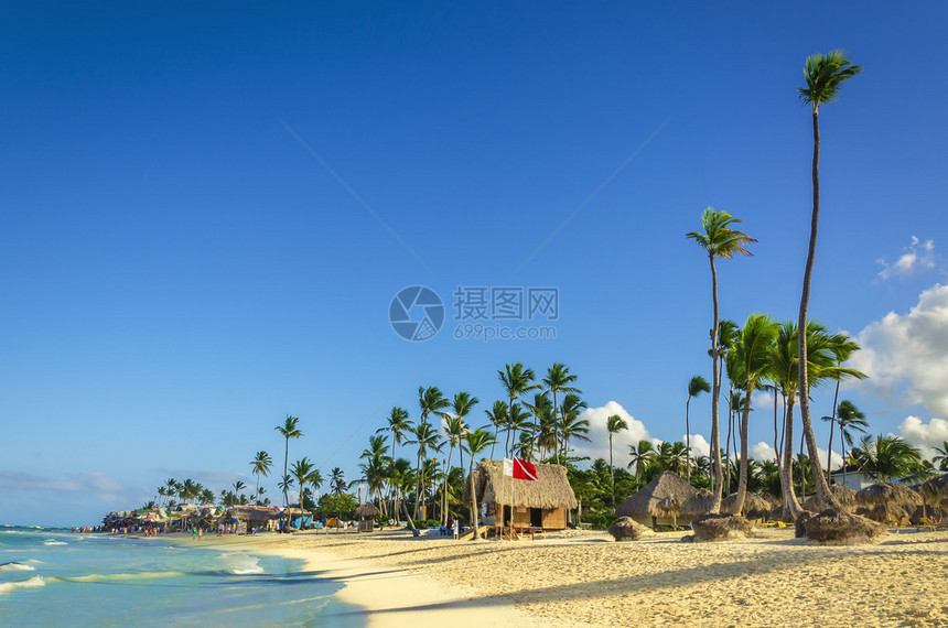 加勒比海滩之一的高大异国情调的棕榈树图片