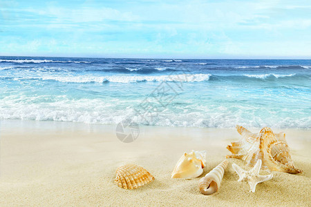 沙滩上的贝壳在沙滩上的景色图片