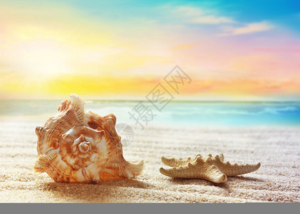 沙滩上的贝壳热带景观图片