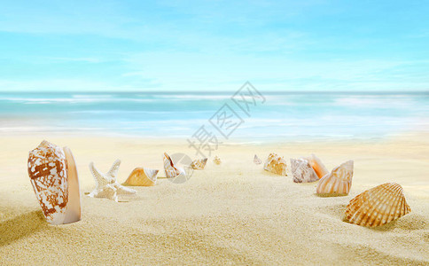 沙滩从贝壳在沙滩上的路径图片