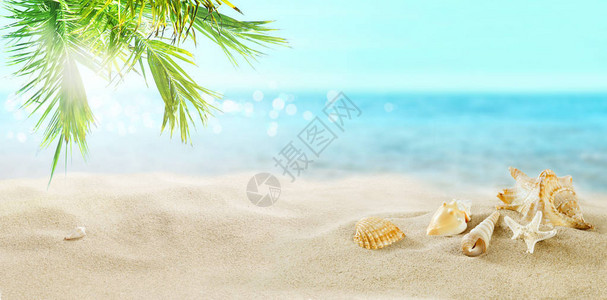 沙滩上的贝壳热带海滩上的椰子棕榈图片