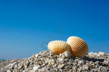 岩石上的贝壳与图片
