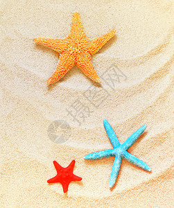 加勒比海星在大水沙滩上游过象暑假那图片