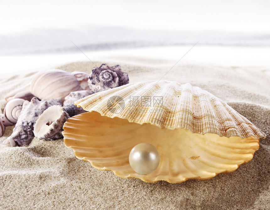一个内有珍珠的大海贝壳图片