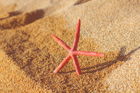 夏日旅游度假旅游胜地沙滩上的海星图片