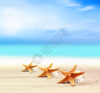海洋背景下沙滩上的贝壳和海星图片