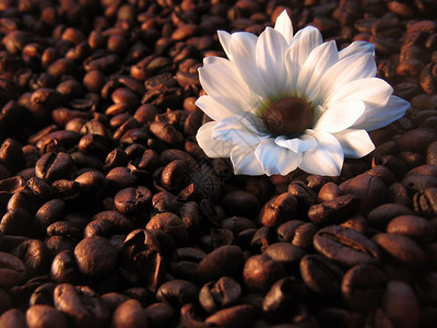 咖啡豆上的白花图片