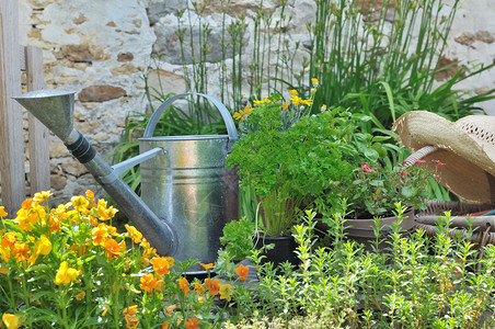 水罐和园艺篮子用芳香药草图片