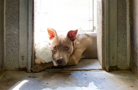 悲伤的比特斗牛梗犬躺在阳光下图片