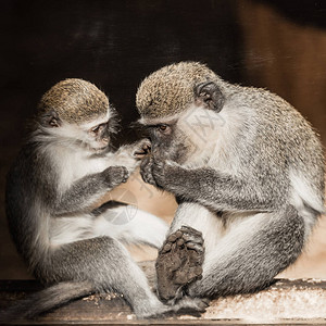 坐在动物园里的可爱猴子图片