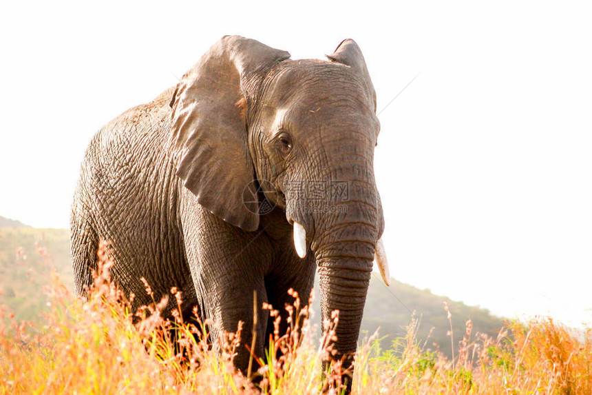 非洲大象站在一些干草后面近图片