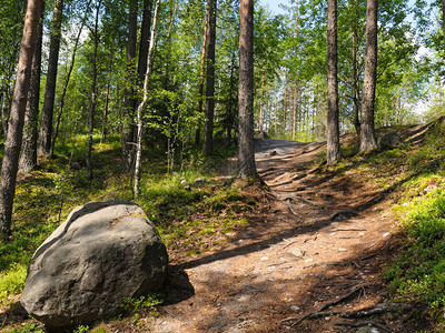 石头和路在森林里图片