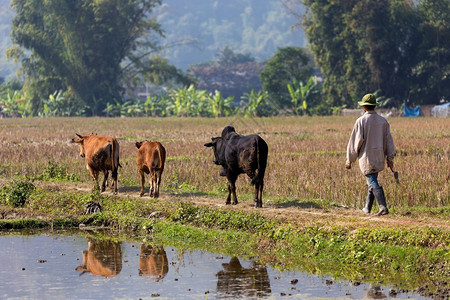 越南农民和奶牛越过MaiCh图片