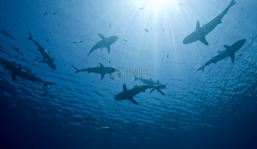 有一所学校有十只鲨鱼在浅水中游泳太阳光图片