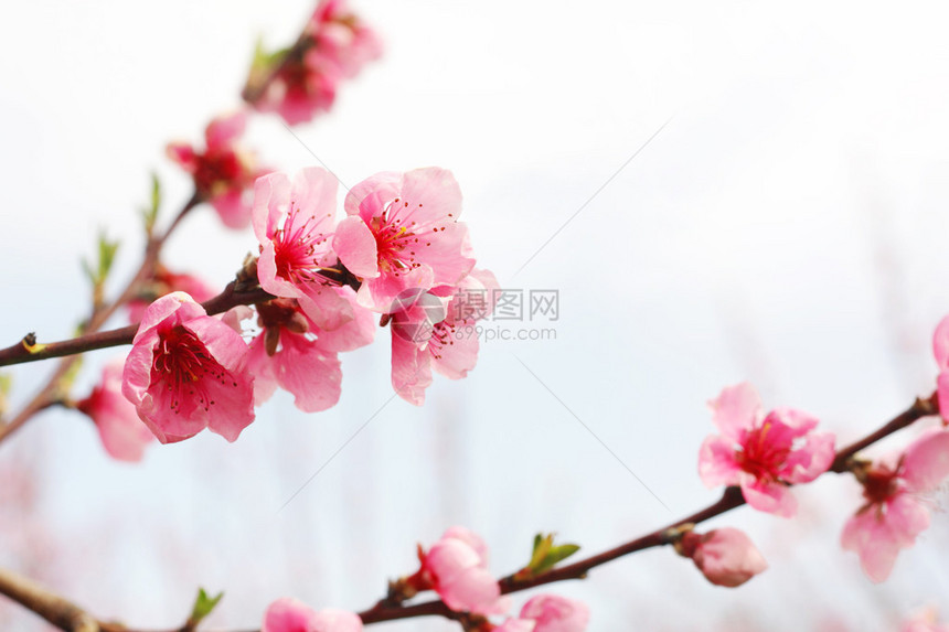 春天的桃花枝图片