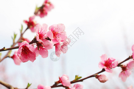春天的桃花枝背景图片