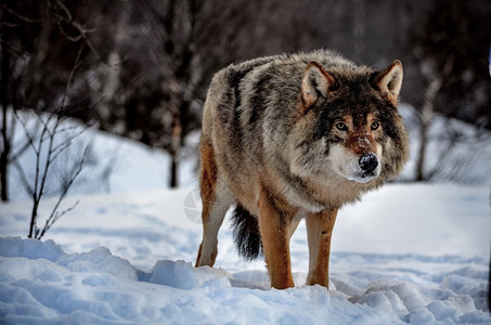 一只巨大的雄狼在瑞典北部抓获了背景图片