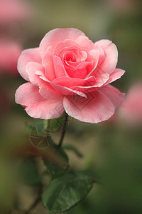 秋天花园里的粉红玫瑰背景图片