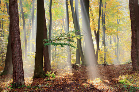 秋天森林里的阳光图片