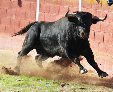 斗牛场的西班牙公牛长着大角背景图片