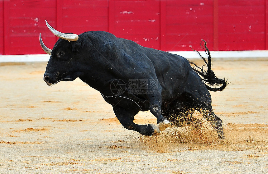 西班牙斗牛场的大角牛图片