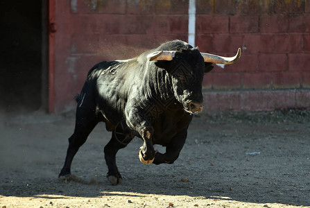 在斗牛场的西班牙公牛图片