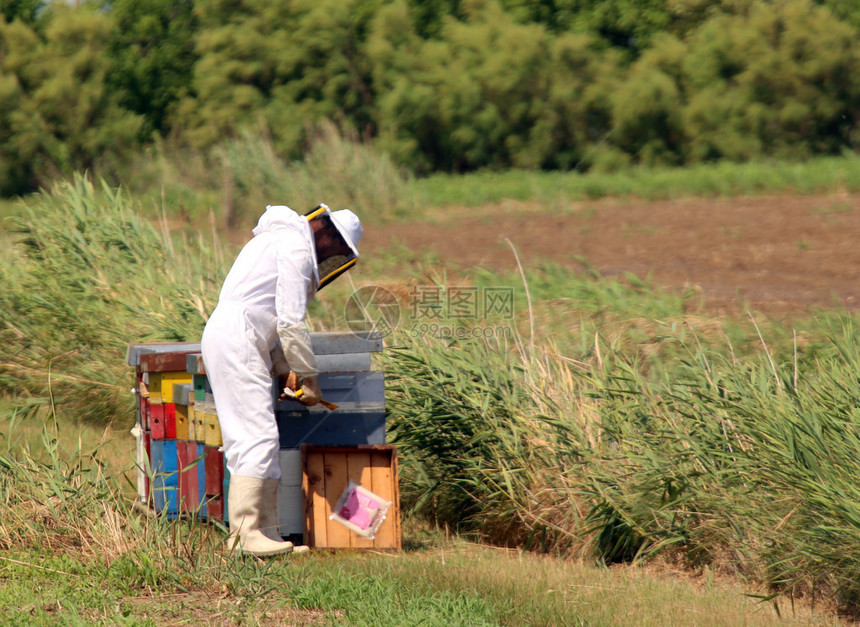 在从蜂巢窝收集蜂蜜时穿着保护图片