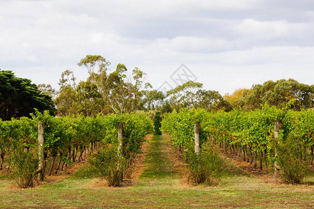 贝拉林半岛葡萄园中的一排葡萄藤图片