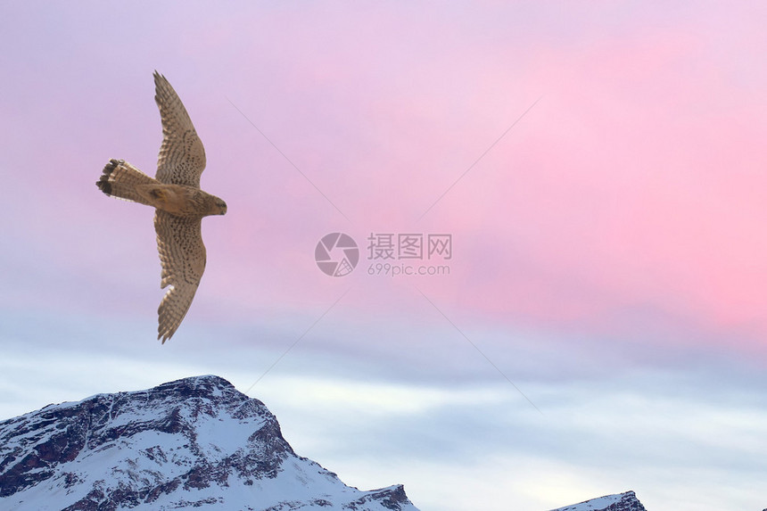 在雪山日落背景上飞图片