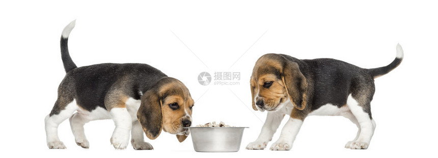 一只满的狗碗旁的小狗比格尔小狗图片