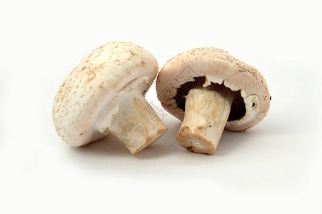 培养蘑菇的新和高图片