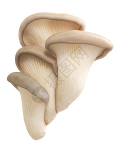 蘑菇Pleurotus图片