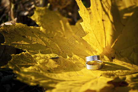 秋叶上美丽的结婚图片