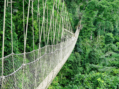 在加纳雨林中穿过树顶图片