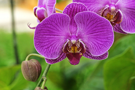 紫花兰图片