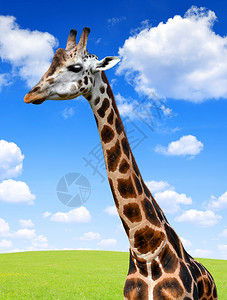 背景蓝天中长颈鹿的肖像图片