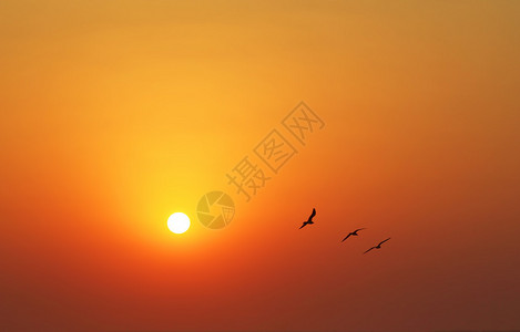 海边日落时的三只海鸥图片