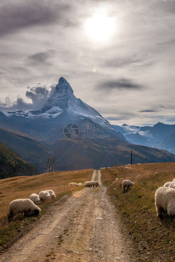 瑞士阿尔卑斯山牧羊的图片