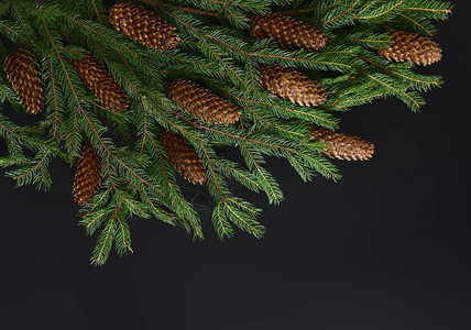 浅暗背景的圣诞树枝平背景图片
