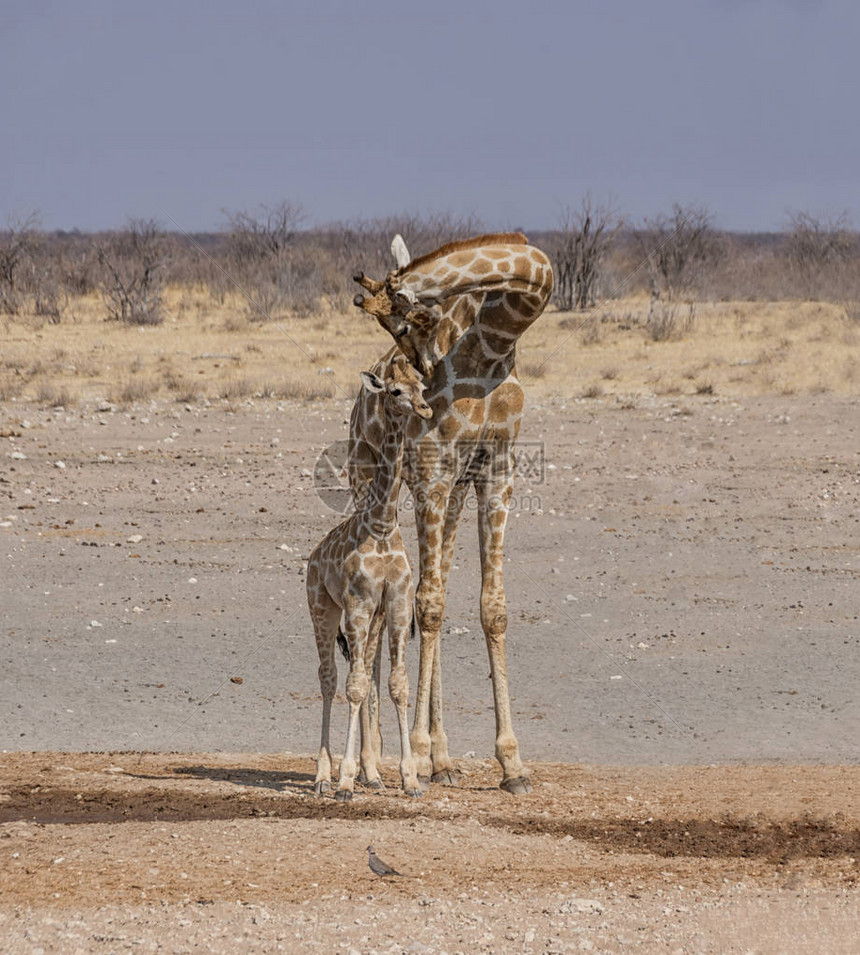 纳米比亚草原的一图片