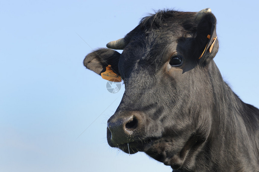 黑安格斯公牛站在蓝天下图片