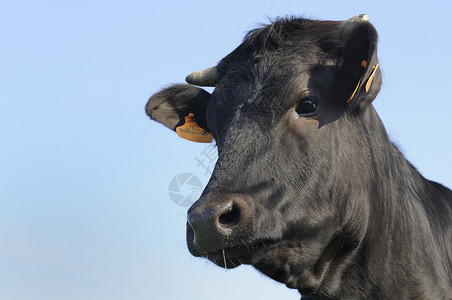 黑安格斯公牛站在蓝天下背景图片