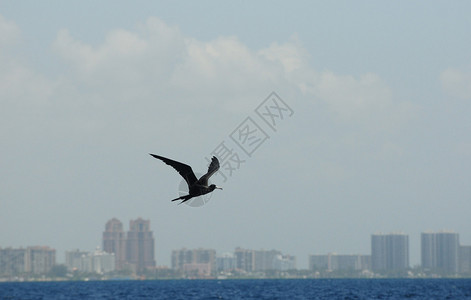 护卫鸟飞越海洋与海岸图片