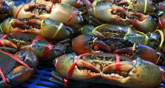 锯齿状泥蟹红树林蟹黑蟹巨型泥蟹篮子上的海蟹准备烹调背景图片
