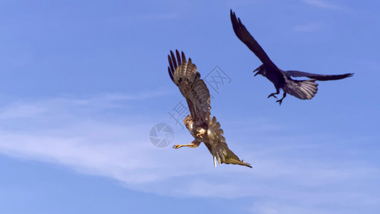 红尾鹰Buteojamaicensis在Bodega湾附近被一只乌鸦CorvusCo背景图片