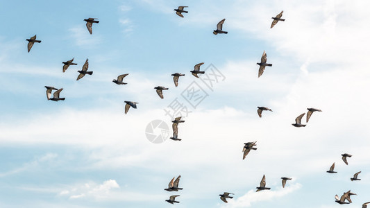 许多鸽子高飞在空中翅图片