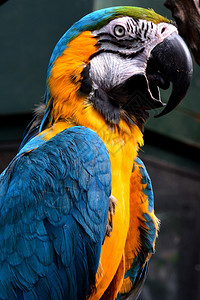 蓝色和金色的鹦鹉在花园里装配着照片美丽的金色图片